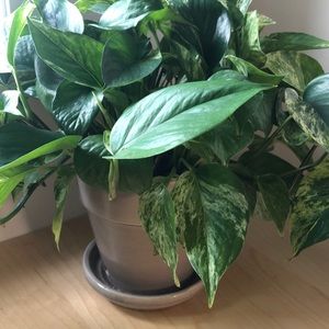 Meet your Posher, Barbara